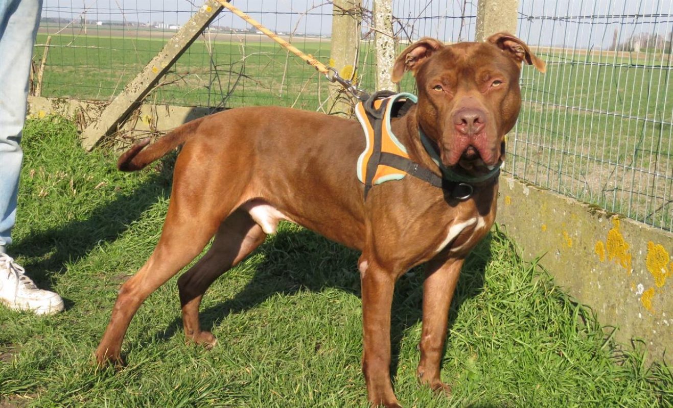 Tayron - Chien Bouledogue Américain à adopter - photo 7