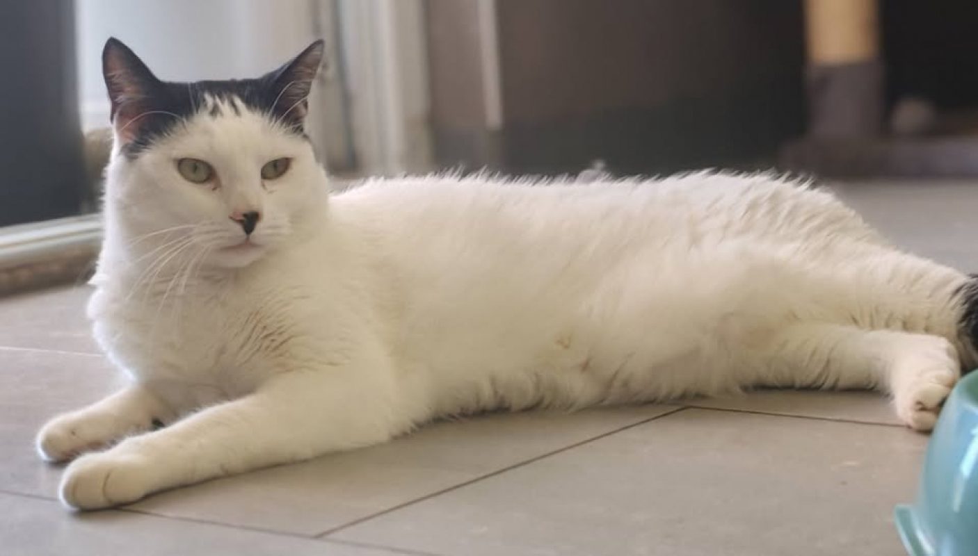Suki - Chat Européen à adopter