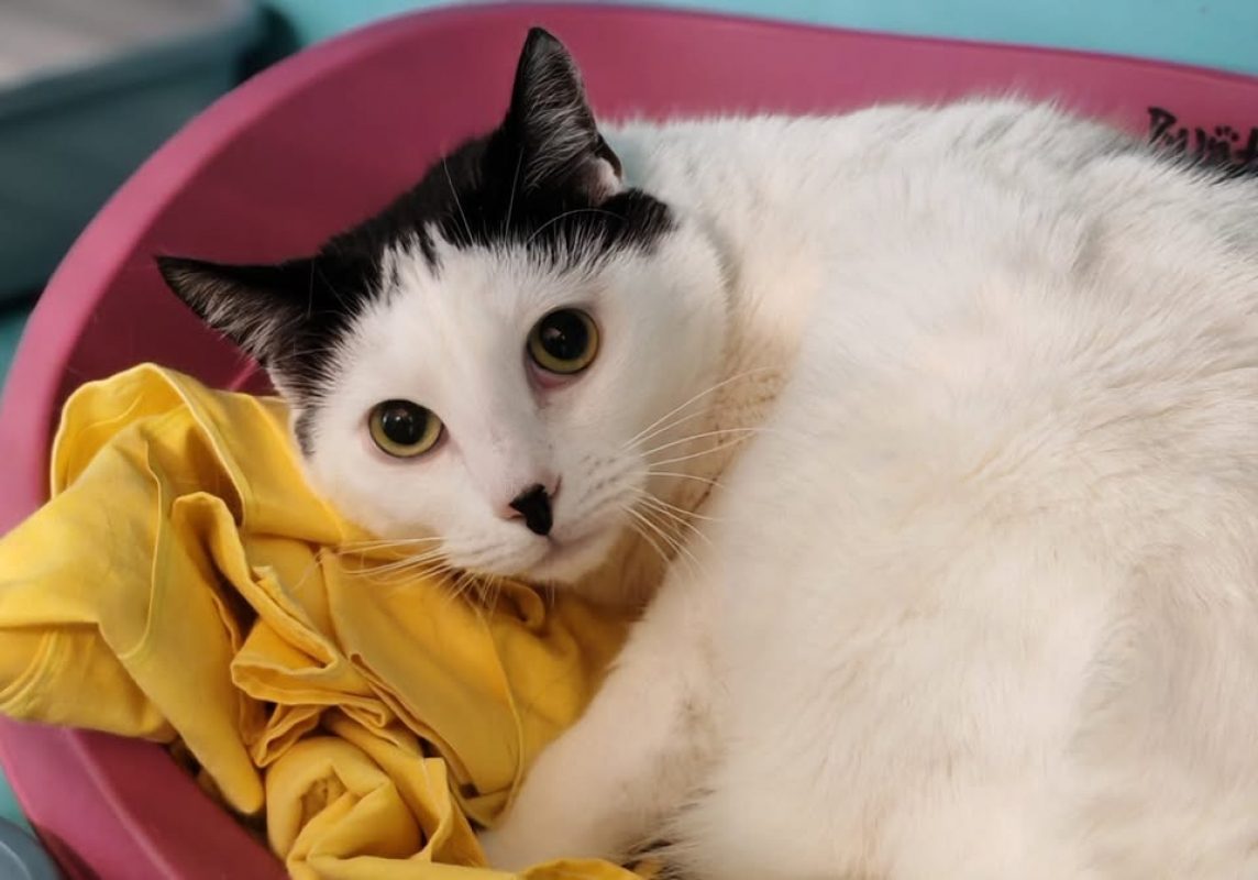 Suki - Chat Européen à adopter - photo 2