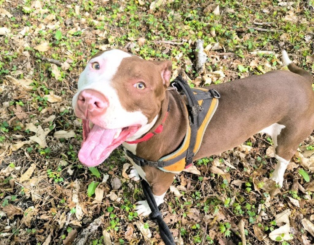 Drogo - Chien à adopter