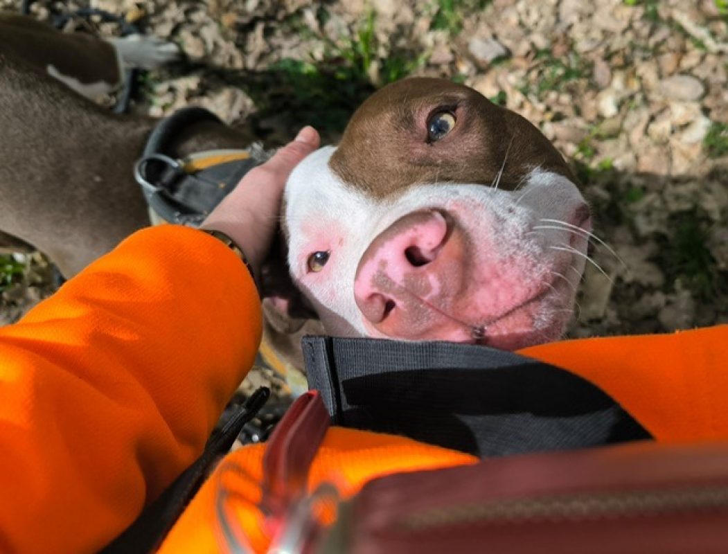 Drogo - Chien à adopter - photo 2