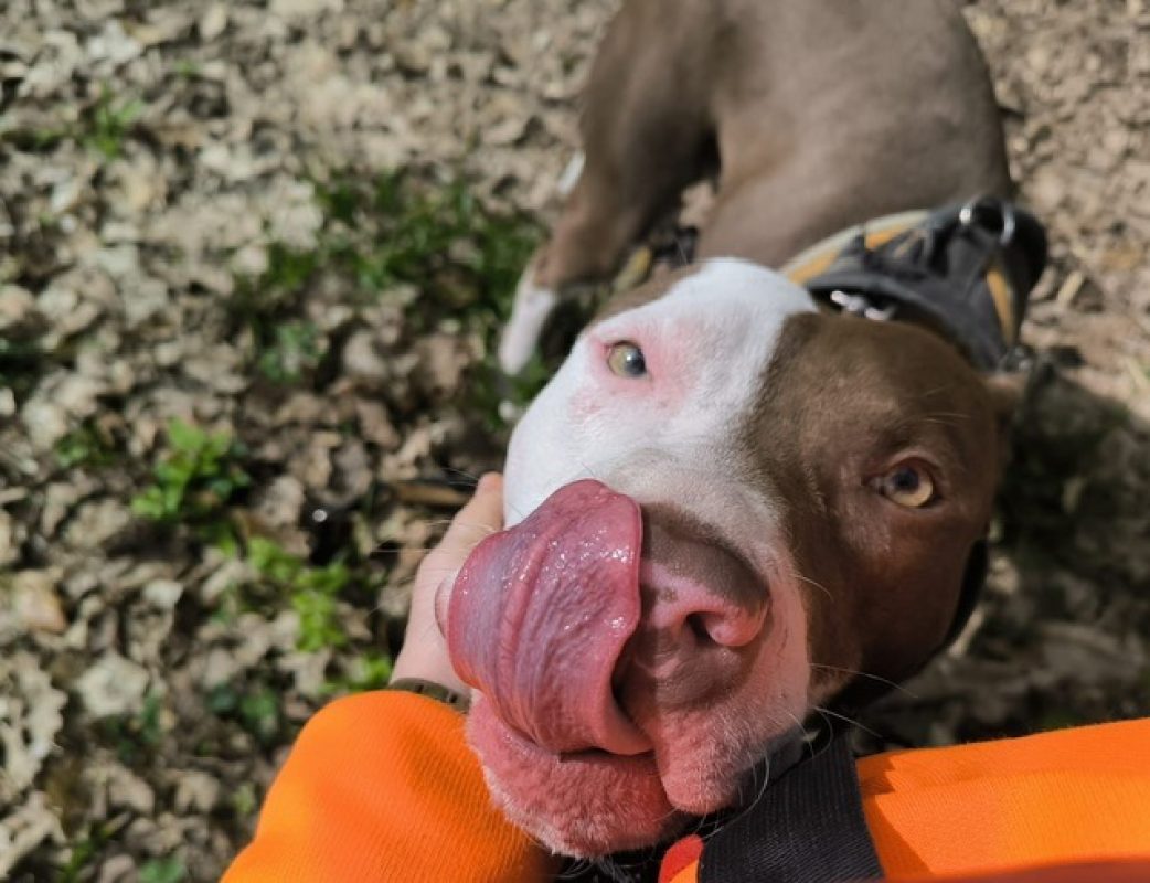 Drogo - Chien à adopter - photo 4