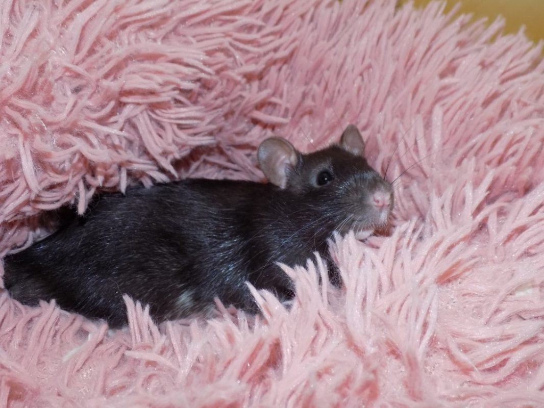 Scalène - Rongeur Rat à adopter