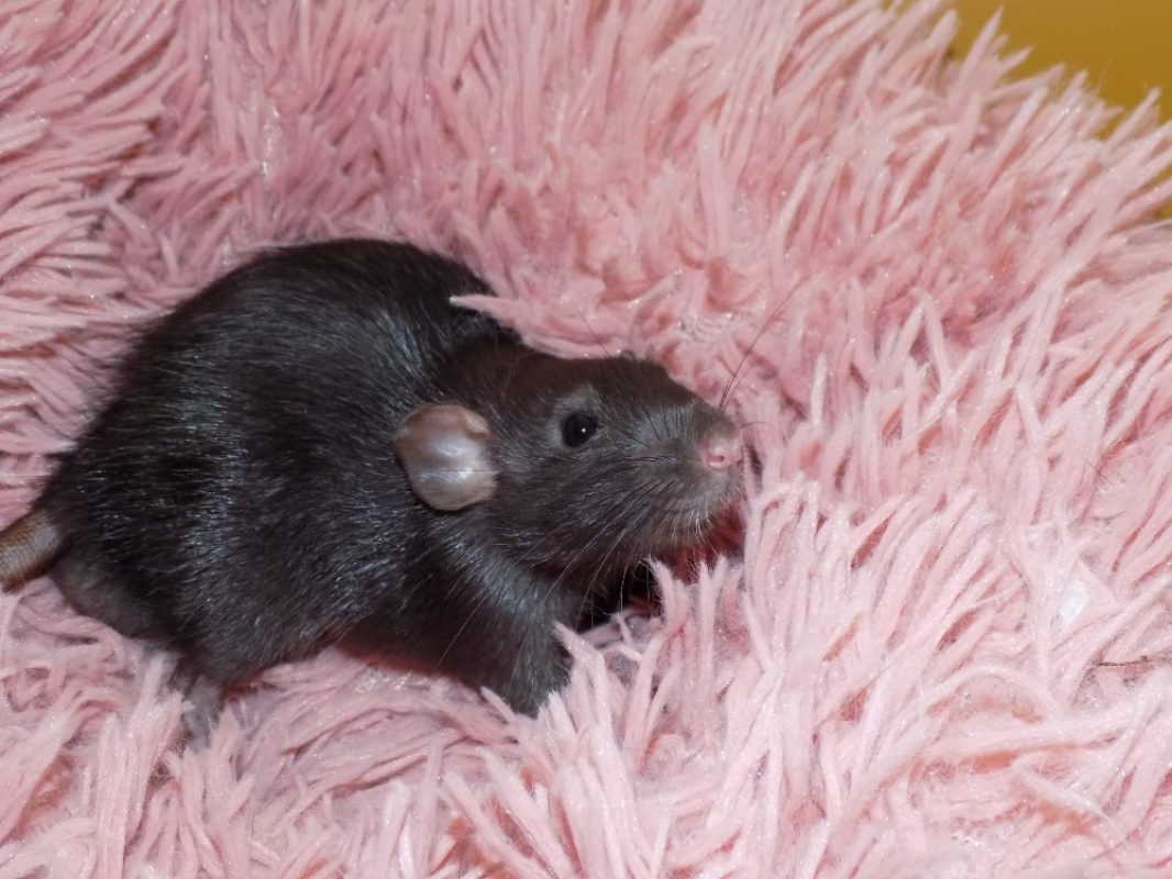 Dodécaèdre - Rongeur Rat à adopter