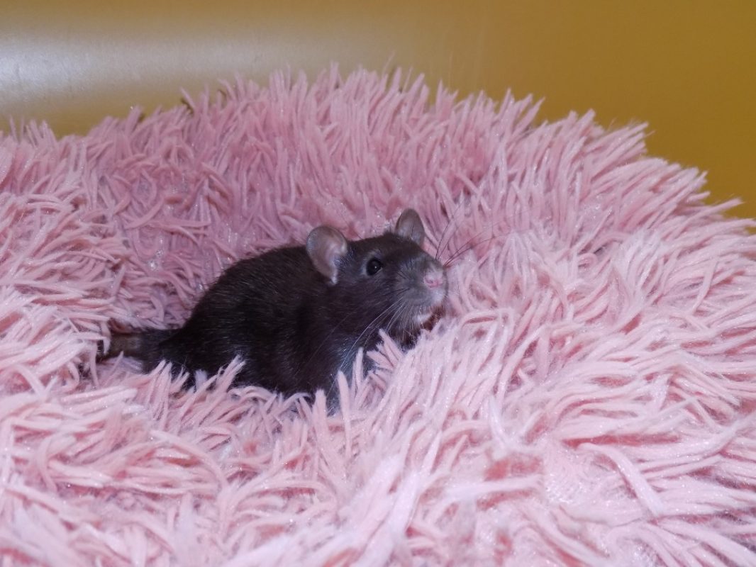 Singliot - Rongeur Rat à adopter