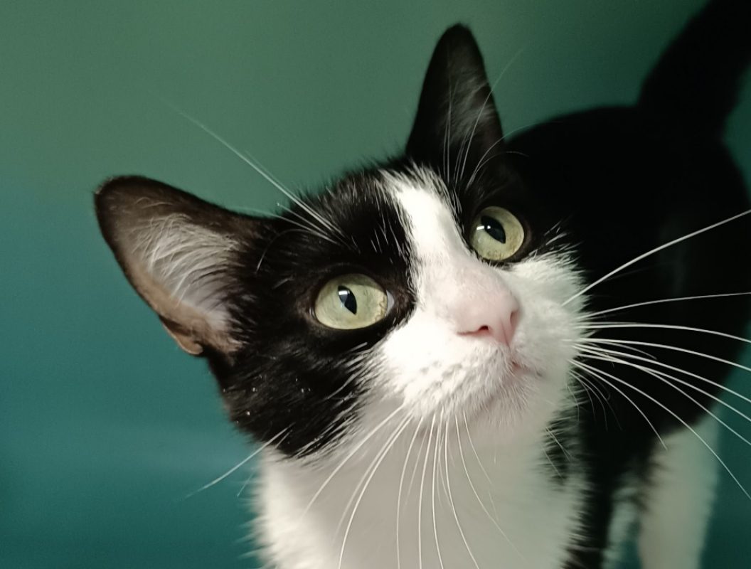 Nénette - Chat à adopter