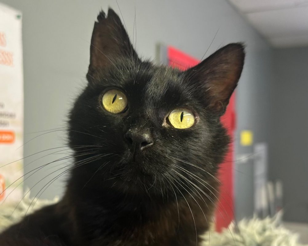 Zigga - Chat à adopter