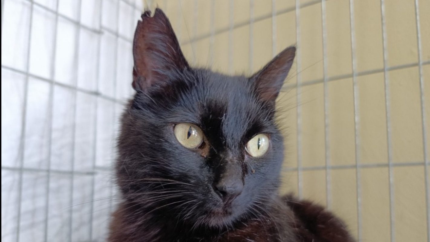 Zigga - Chat à adopter - photo 2