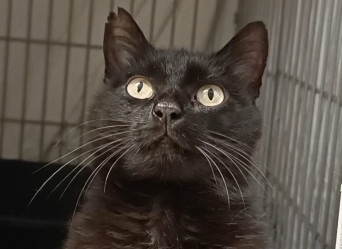 Zigga - Chat à adopter - photo 3