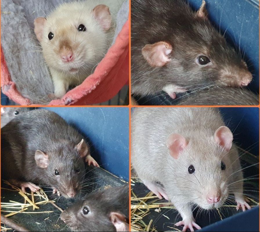Photo de Griezmann