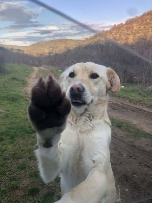 Photo #6 de mandy croisée labrador 2 ans