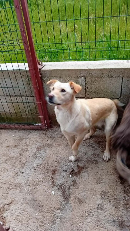Photo #2 de mandy croisée labrador 2 ans