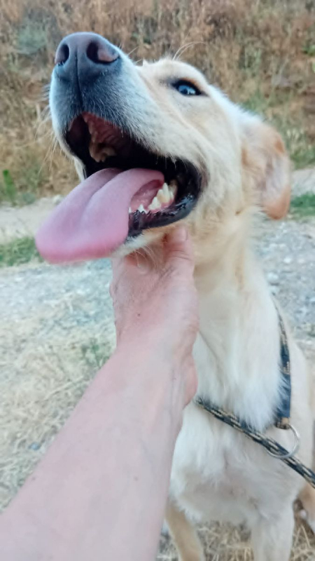 Photo #1 de mandy croisée labrador 2 ans