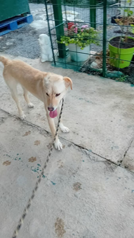 Photo #3 de mandy croisée labrador 2 ans