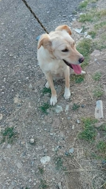 Photo #5 de mandy croisée labrador 2 ans