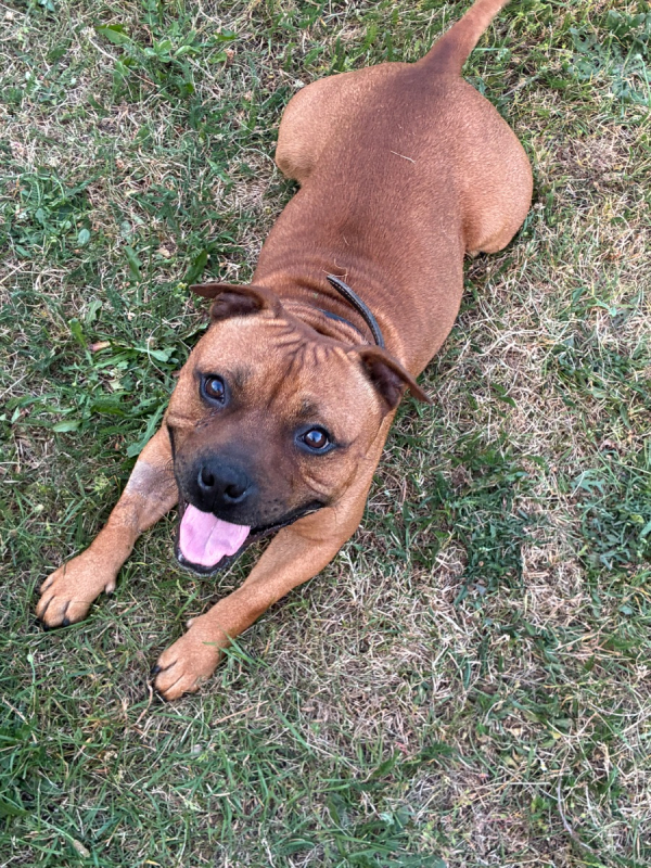 Photo #2 de BUDDY