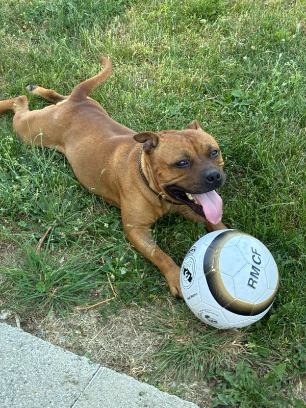 Photo #1 de BUDDY