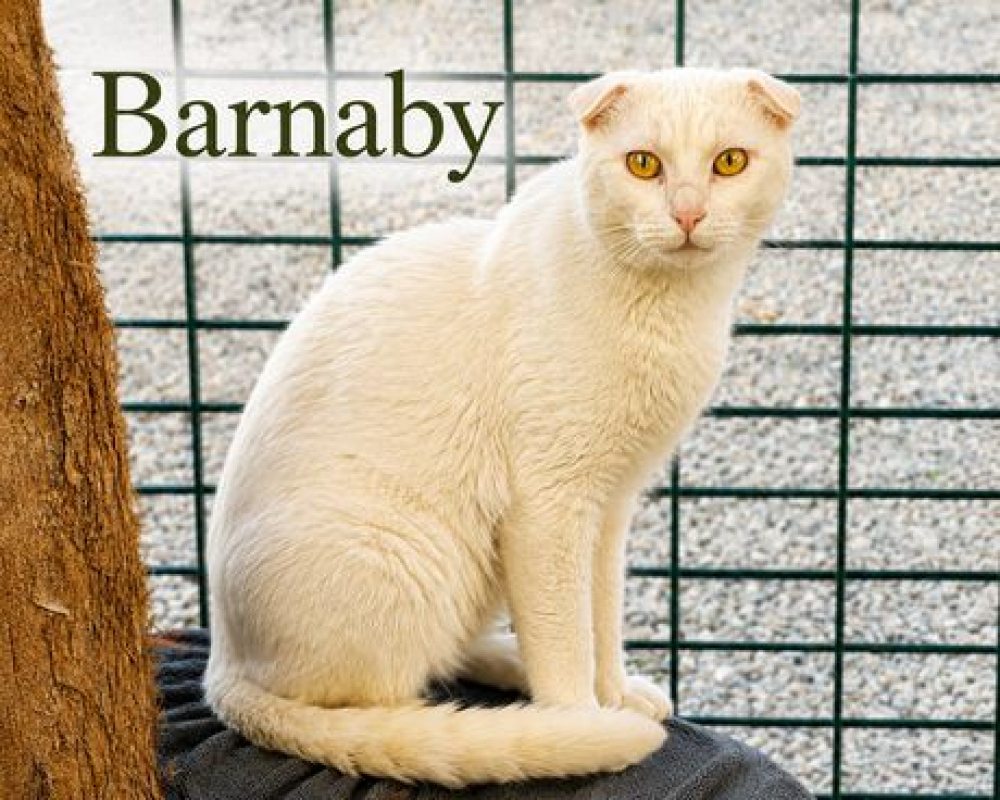 Photo #2 de Barnaby