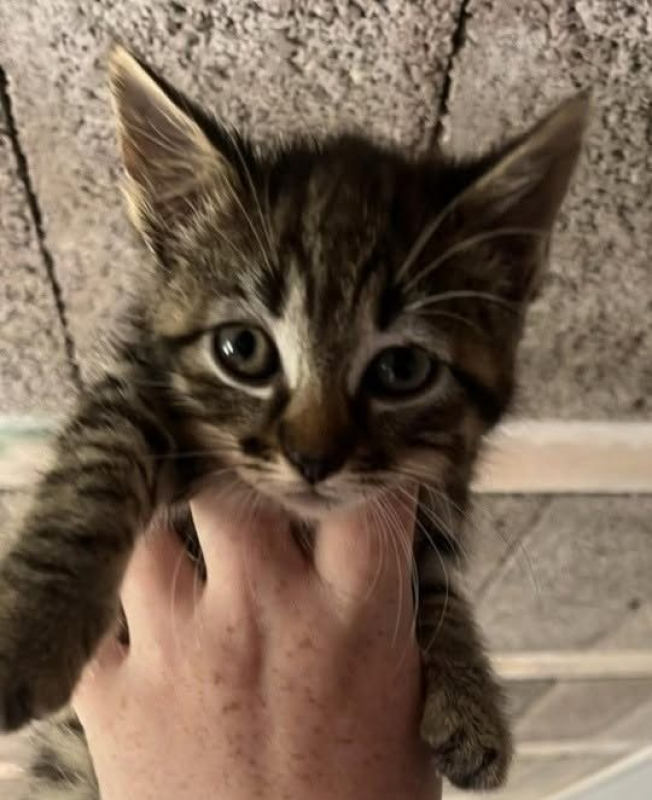 Photo de OWENA chatonne 2 mois