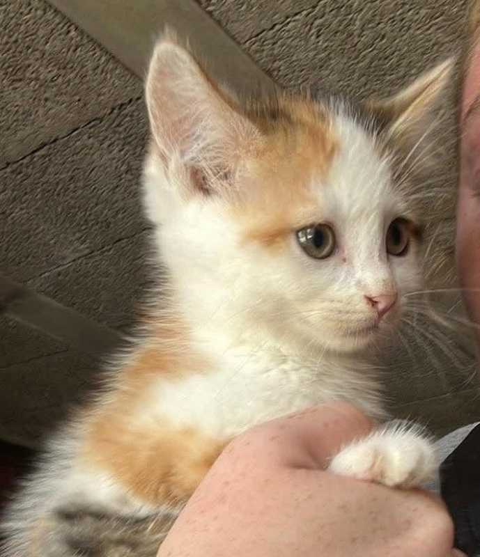 Photo de NUCIA chatonne de  2 mois