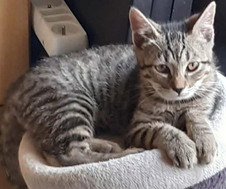 GOURMAND chaton 2 mois - Chat à adopter - photo 2
