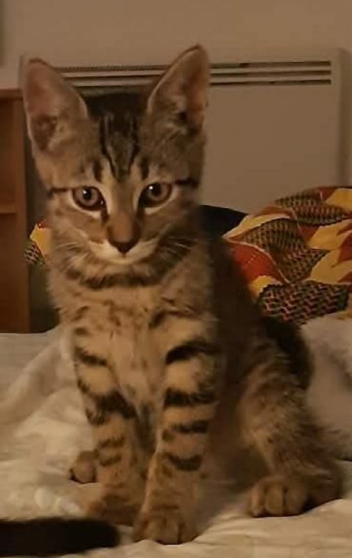 GOURMAND chaton 2 mois - Chat à adopter
