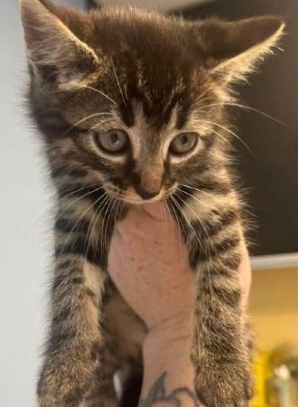 Photo de GOURMAND chaton 2 mois