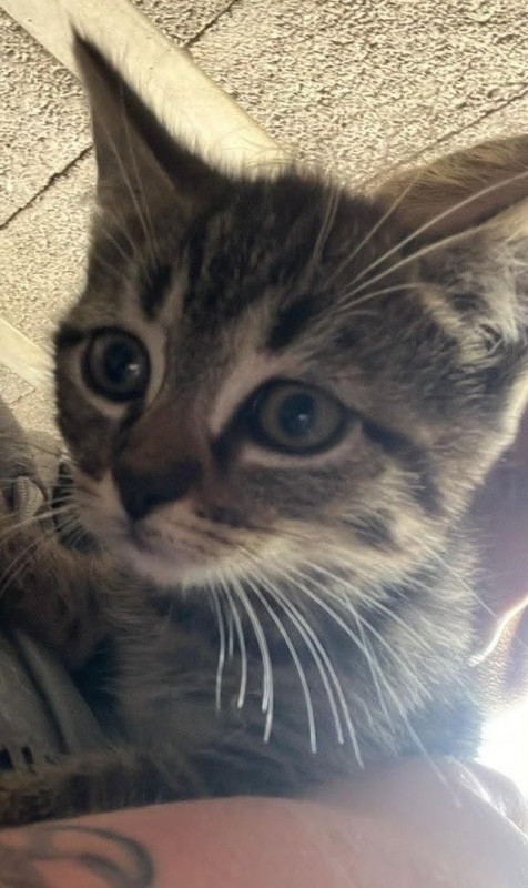 Photo de BROWNIE chaton de 2 mois