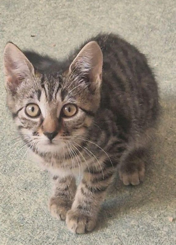 BROWNIE chaton de 2 mois - Chat à adopter