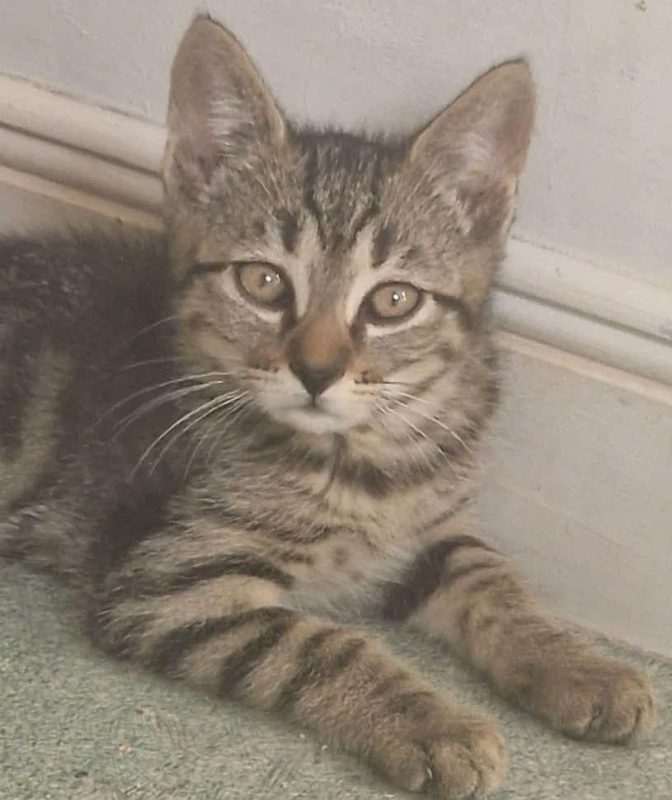 BROWNIE chaton de 2 mois - Chat à adopter - photo 2