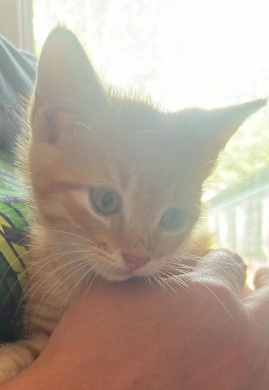 Photo de MARCELINO chaton 2 mois
