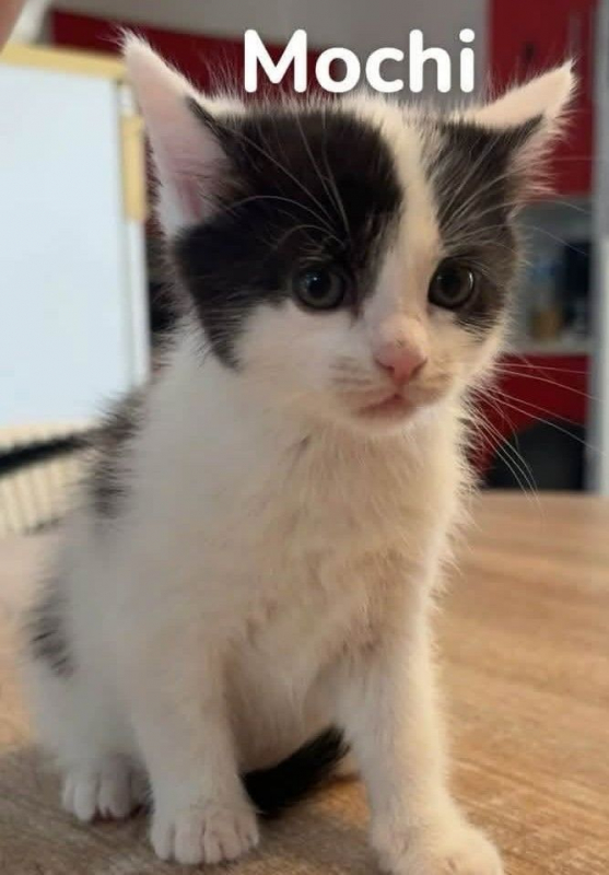 Photo de MOCHI chaton de 2 mois