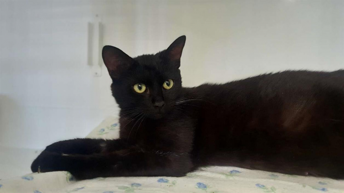 Photo #1 de Loulou *réservé*