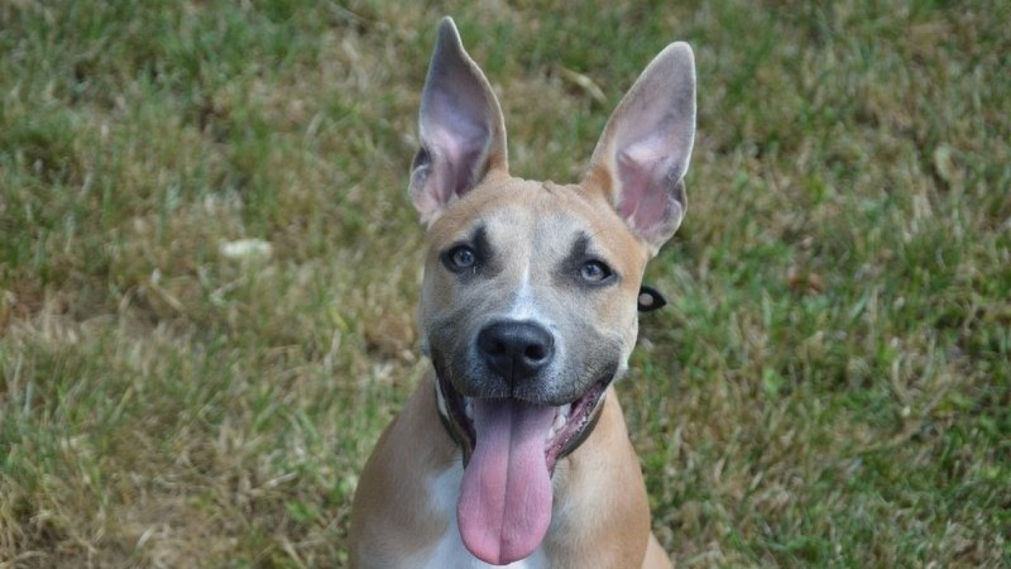 Photo #1 de Lola
