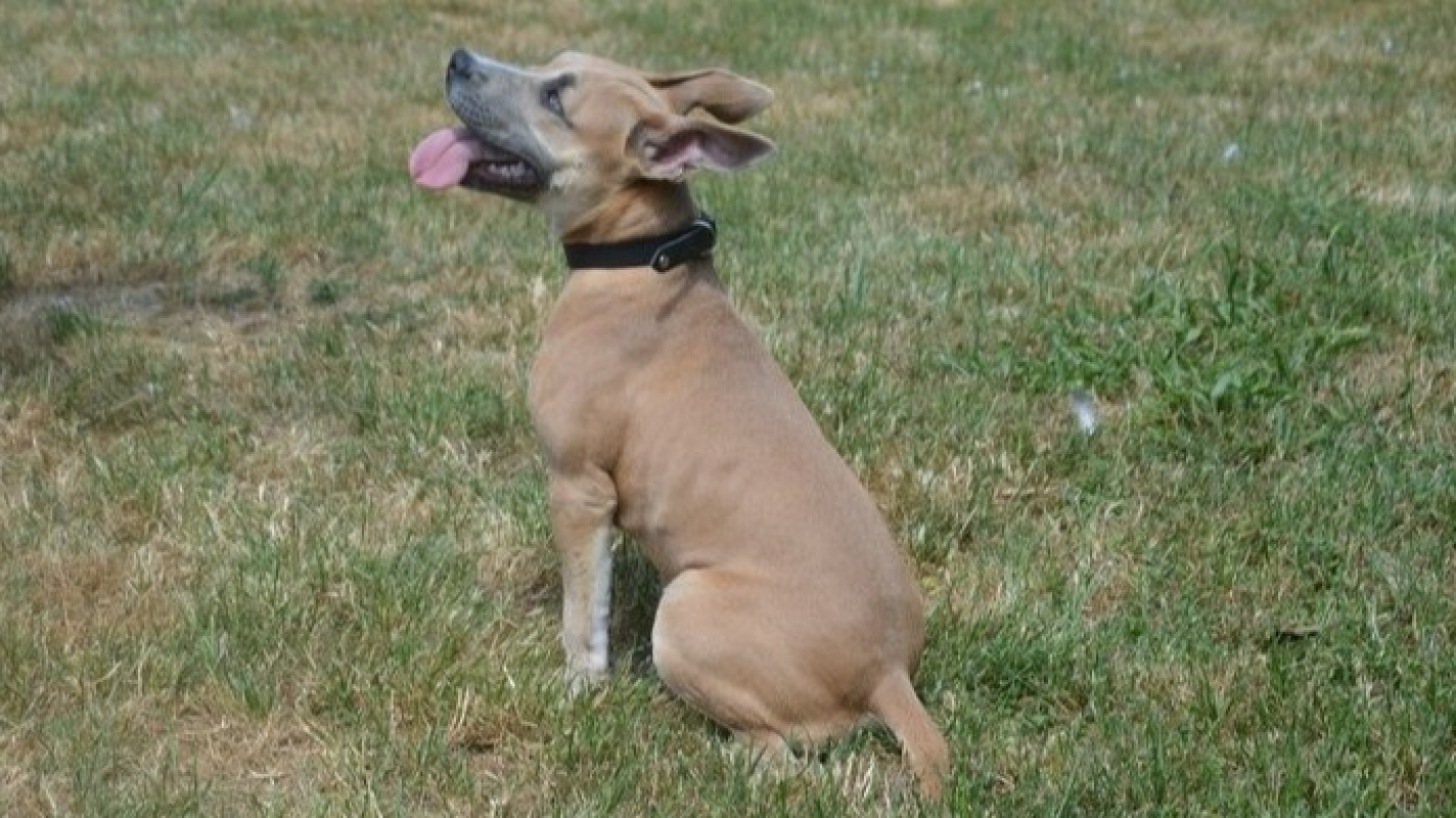 Photo #2 de Lola