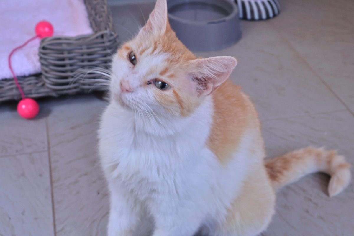Châtaigne - Chat Européen à adopter