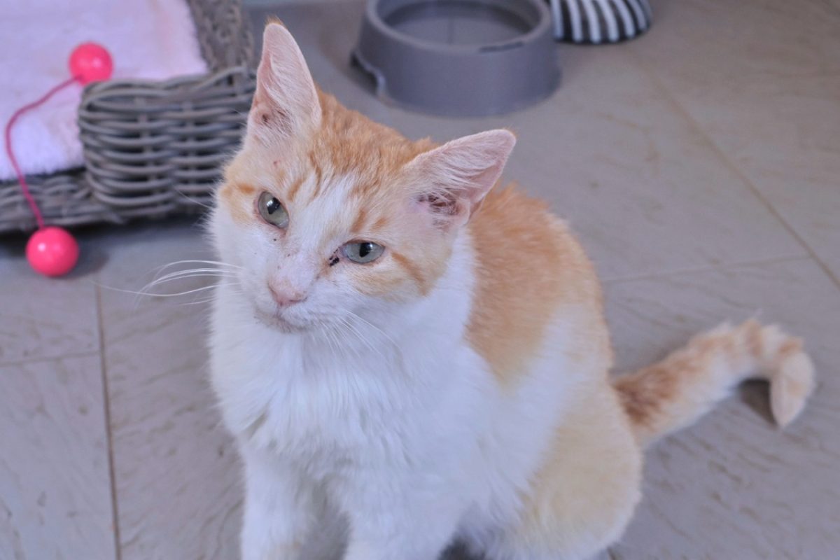Châtaigne - Chat Européen à adopter - photo 2
