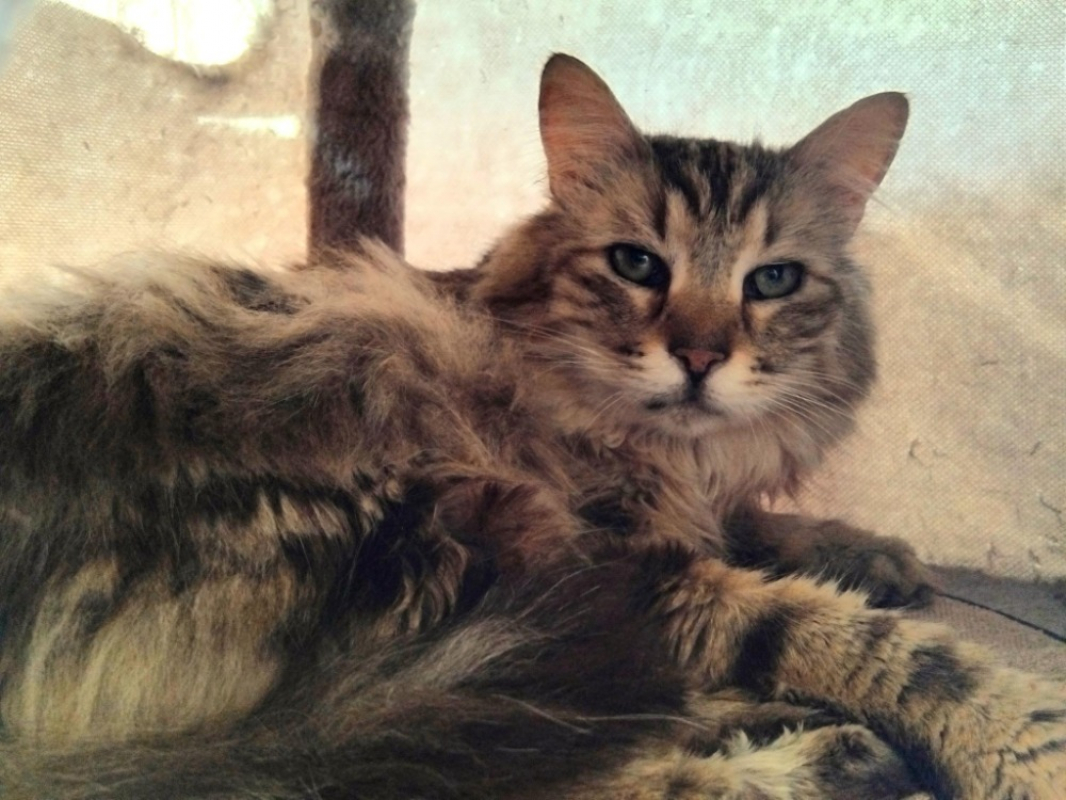 Photo de Pomme de pin