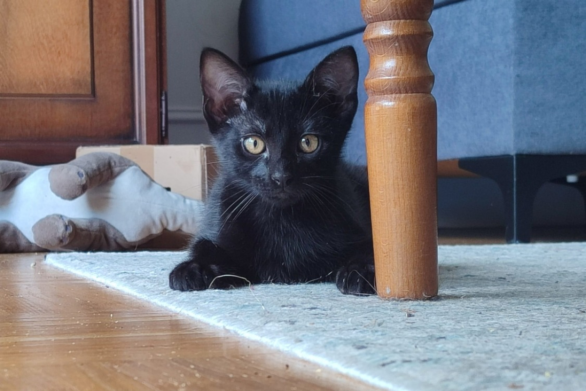 Photo de Reglisse