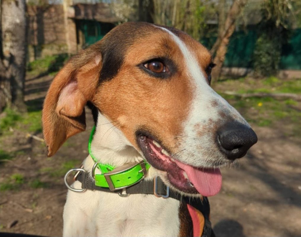 Sanglier - Chien à adopter - photo 4