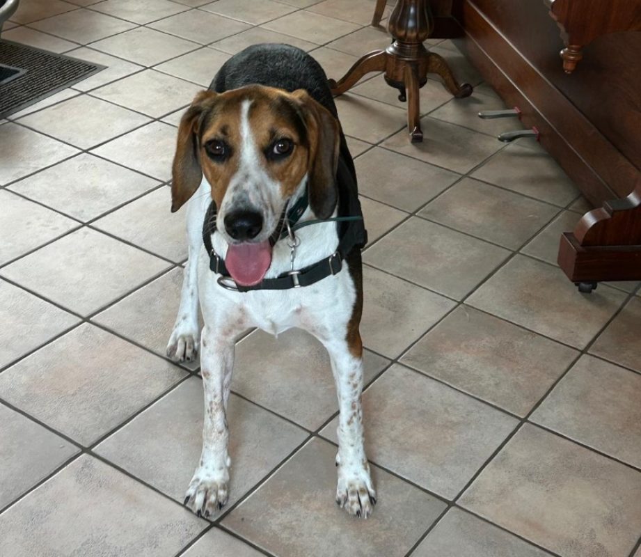 Sanglier - Chien à adopter - photo 7