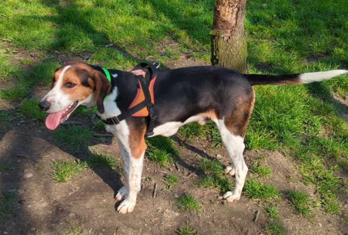 Sanglier - Chien à adopter - photo 8