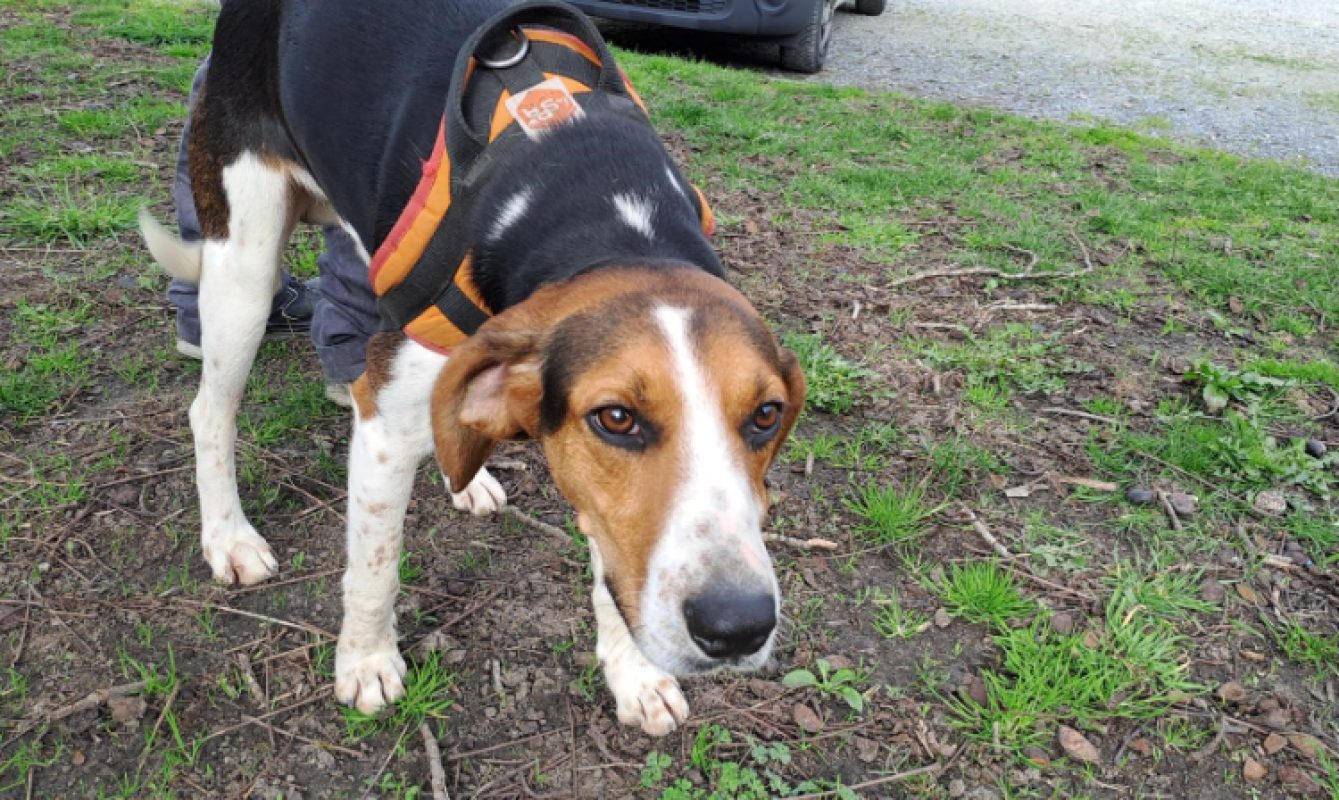 Sanglier - Chien à adopter - photo 9