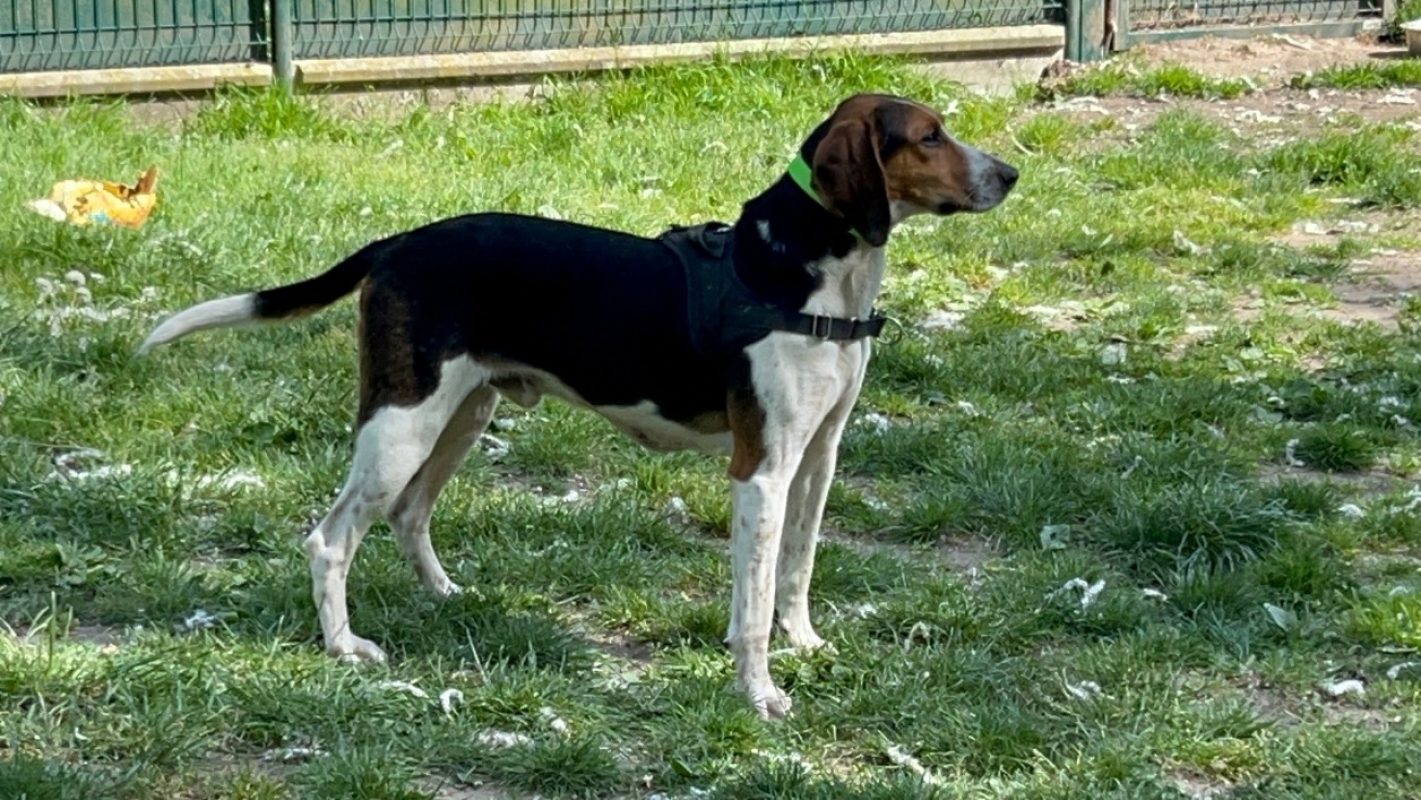 Sanglier - Chien à adopter - photo 10