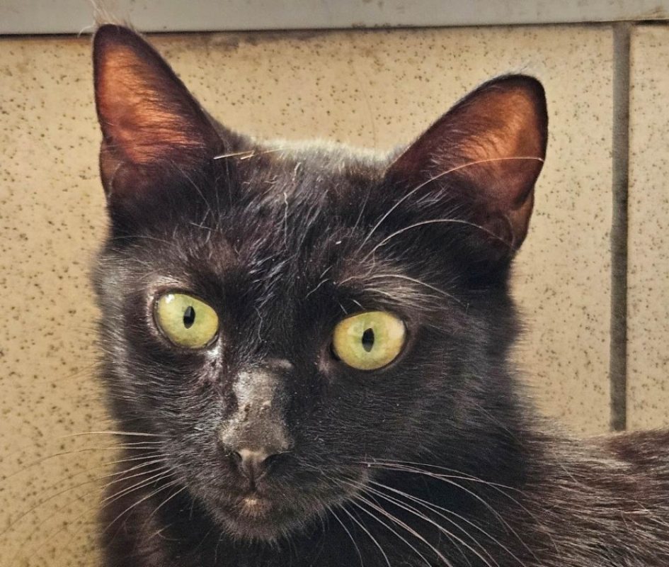 Thoriel - Chat Européen à adopter