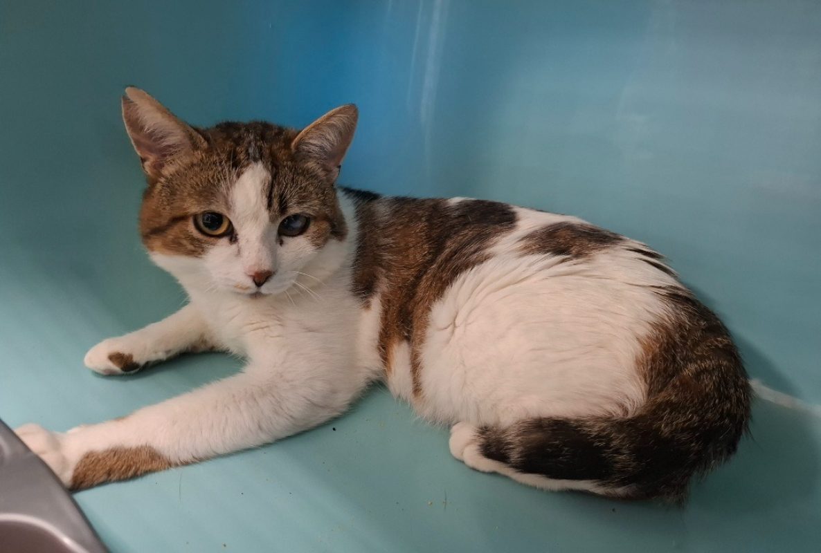 Bulle - Chat Européen à adopter