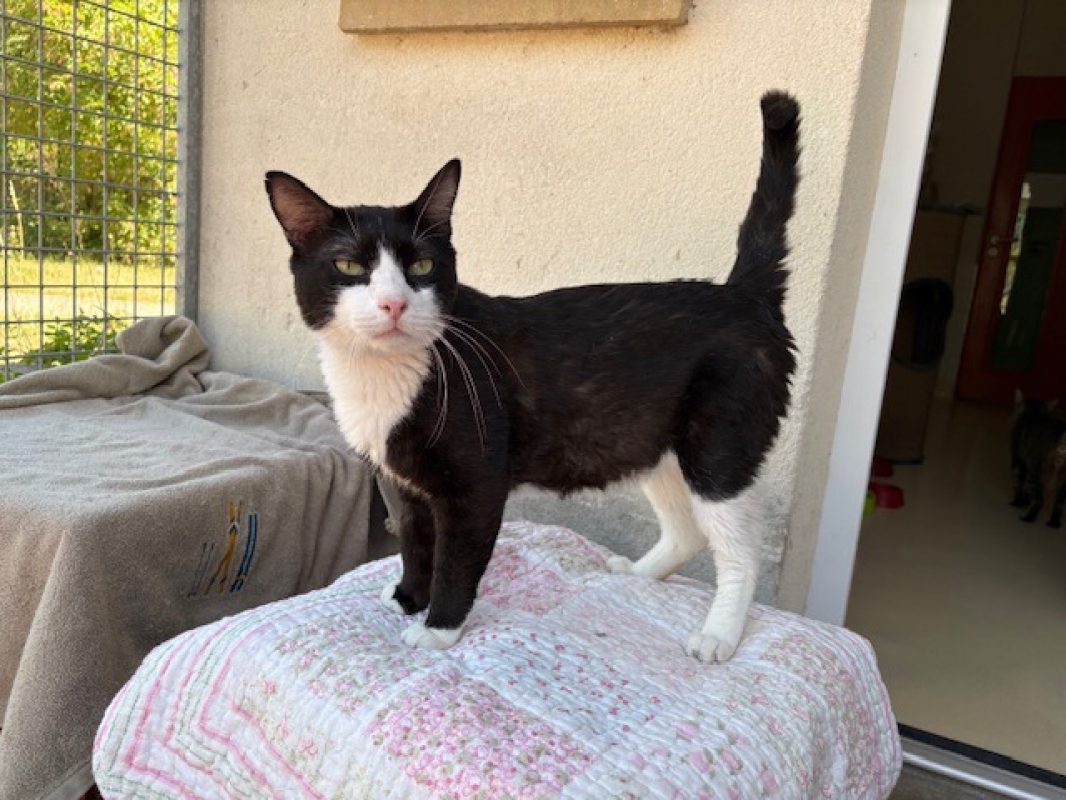Oogie-boogie - Chat Européen à adopter