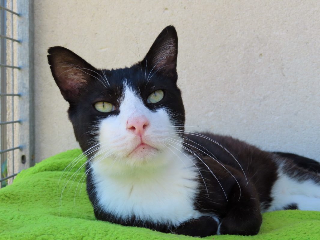 Oogie-boogie - Chat Européen à adopter