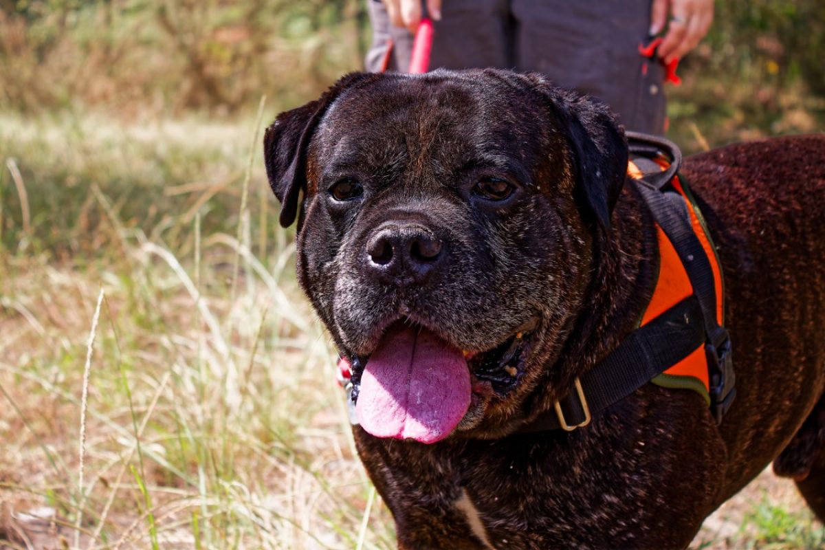 Rhelfie - Chien Cane Corso à adopter