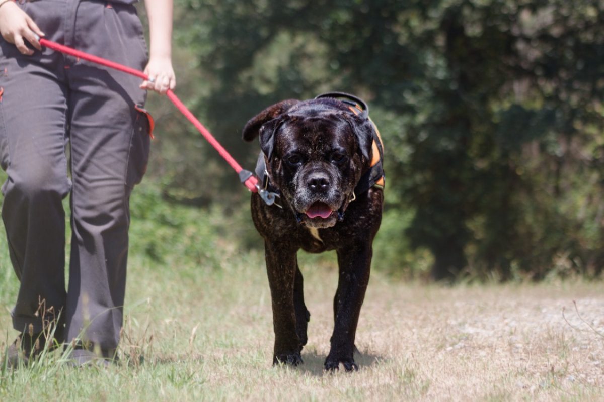 Rhelfie - Chien Cane Corso à adopter - photo 2